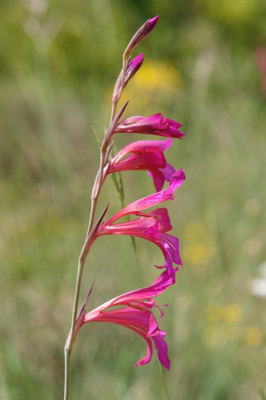 Gladiolus illyricus