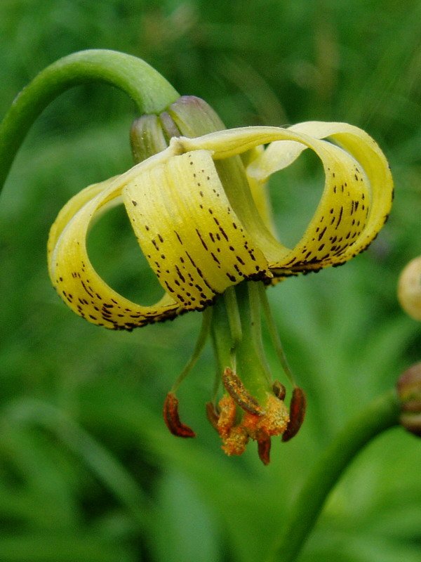 Zitori horia (Lilium pyrenaicum)