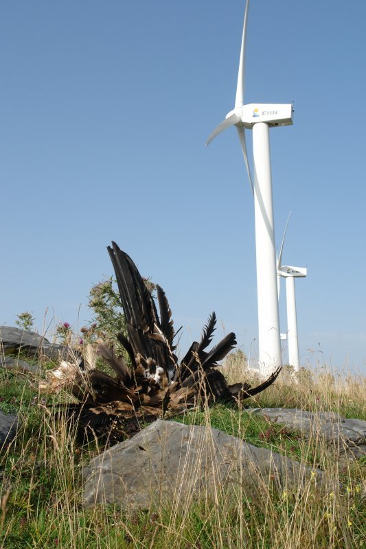 Hegaztiak jotzen omen dituzte sarritan