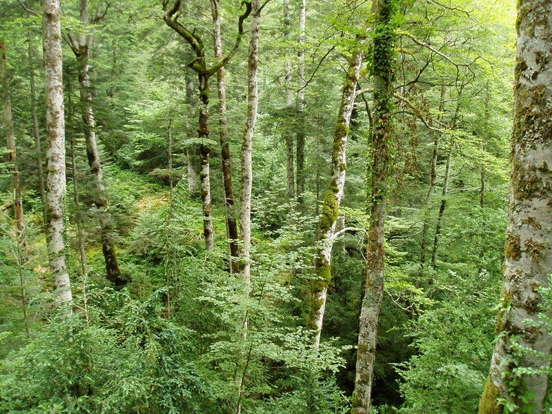 Bitet bailarako basoa