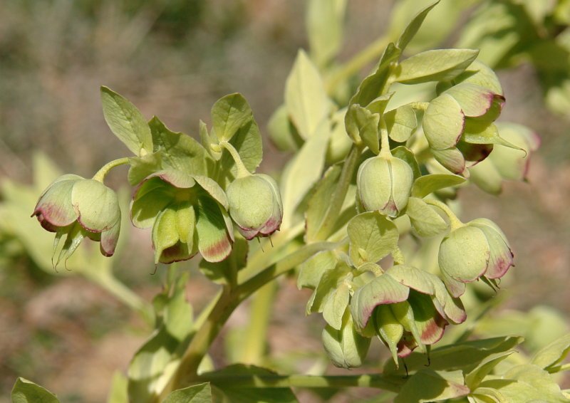 Otsababa emea (Helleborus foetidus)
