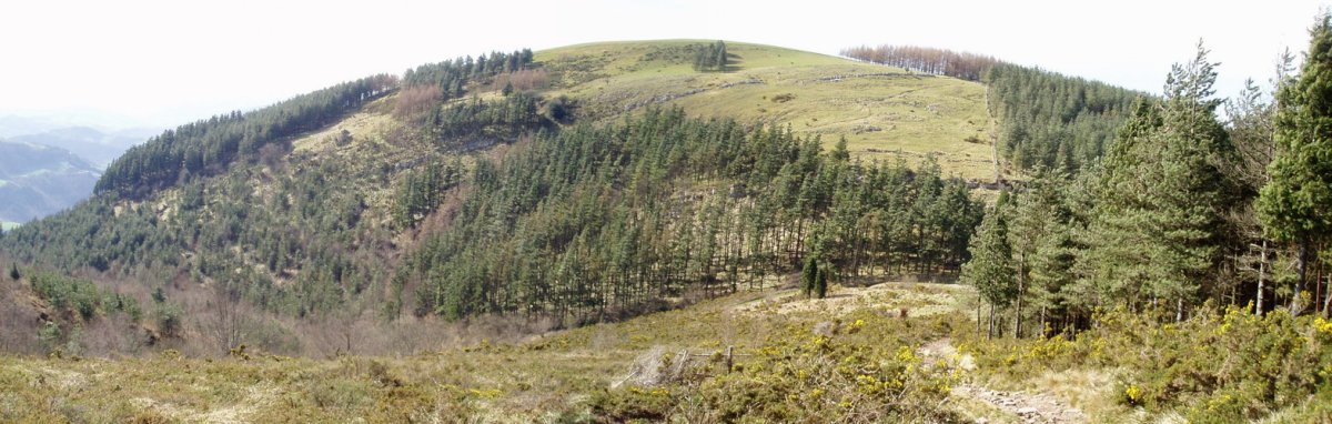 Belabieta ekialdetik ikusita