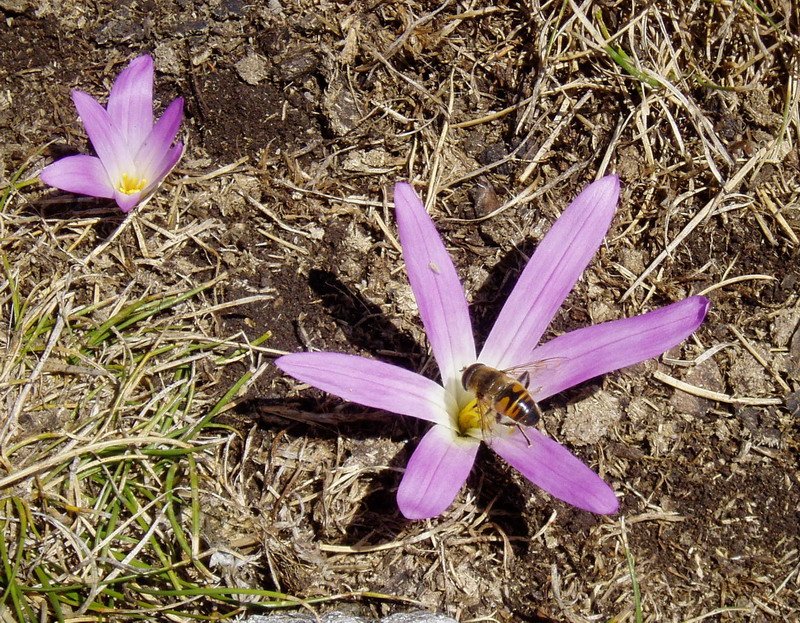 Askari-lorea (Merendera montana)