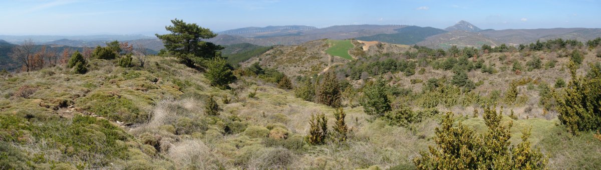 Tontorraren inguruko landaretza