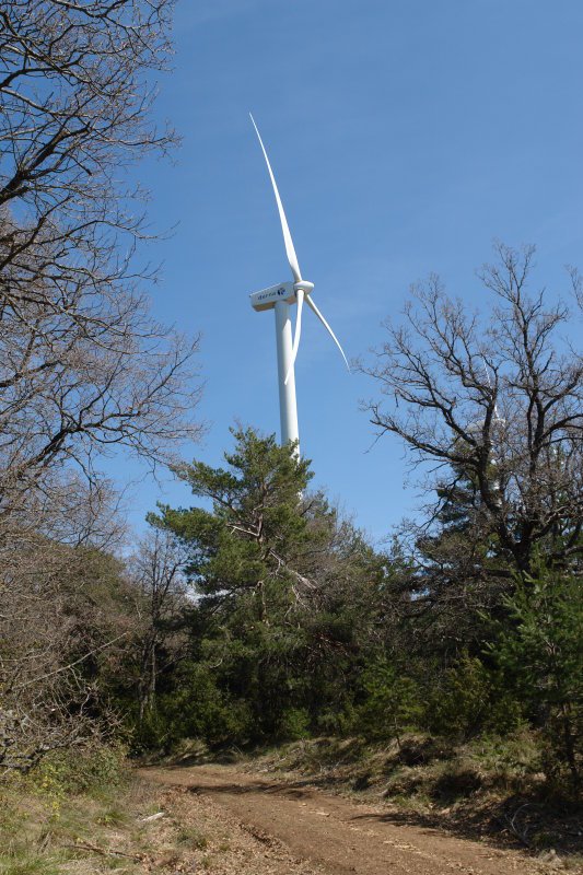 Haize-errota basoaren gainean