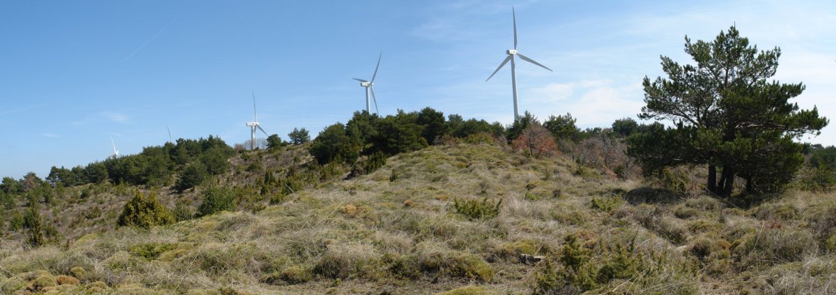 Tontorra Iparraldeko bizkarretik