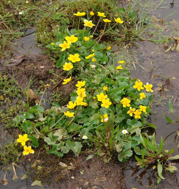 Caltha palustris, habitat egokian.