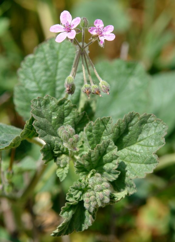 Erodium malacoides