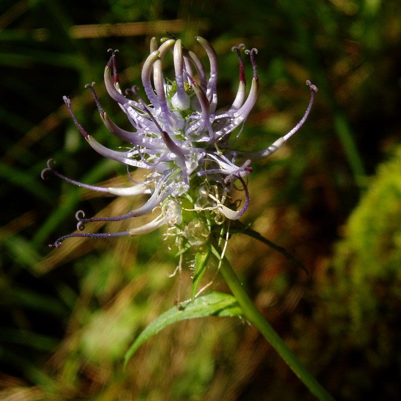 Phyteuma generoko lore bat