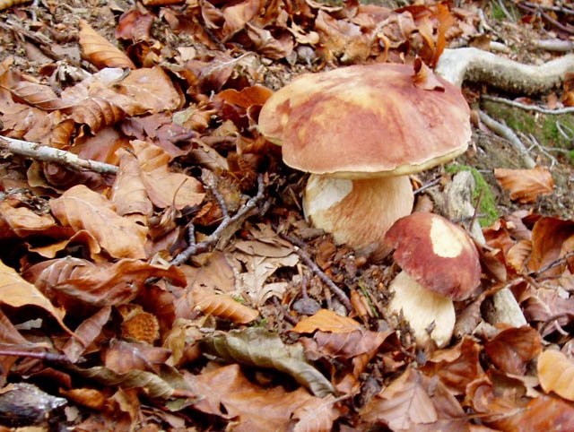 Kaskabeltza, Onddo gorria, (Boletus Pinophilus)