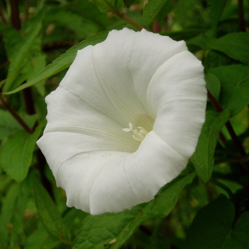 Eskiluntza edo ezkerte zuria (Calystegia sepium)