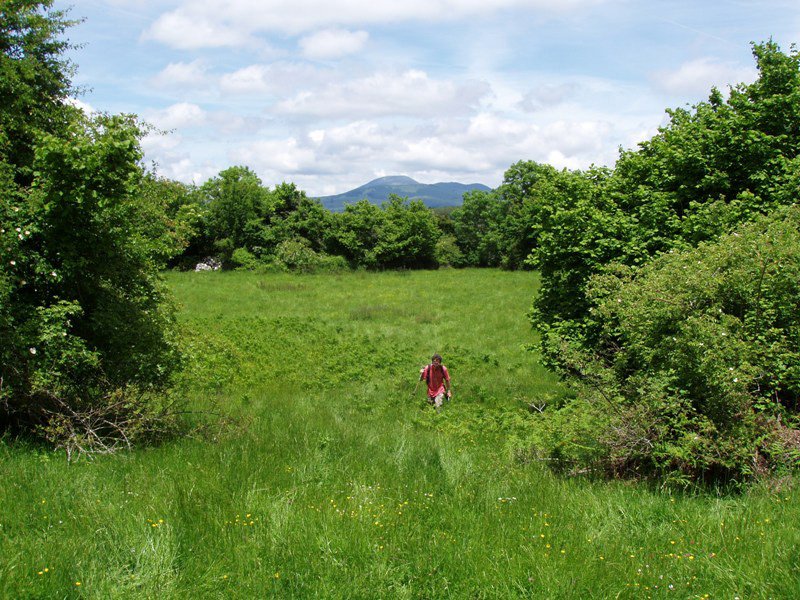 Bidean zeharkatzen diren belardiak