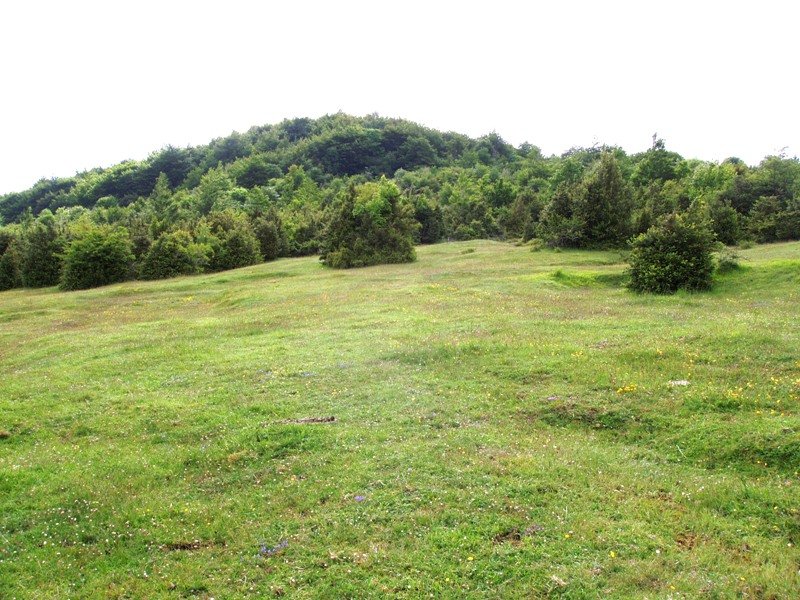 Mendigilgo belardiak