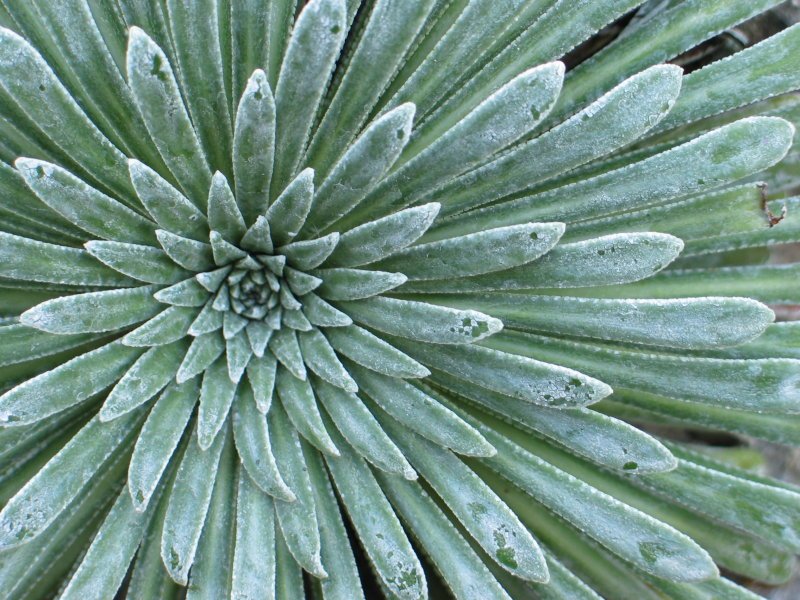 Saxifraga longifolia, Benasako arroilan