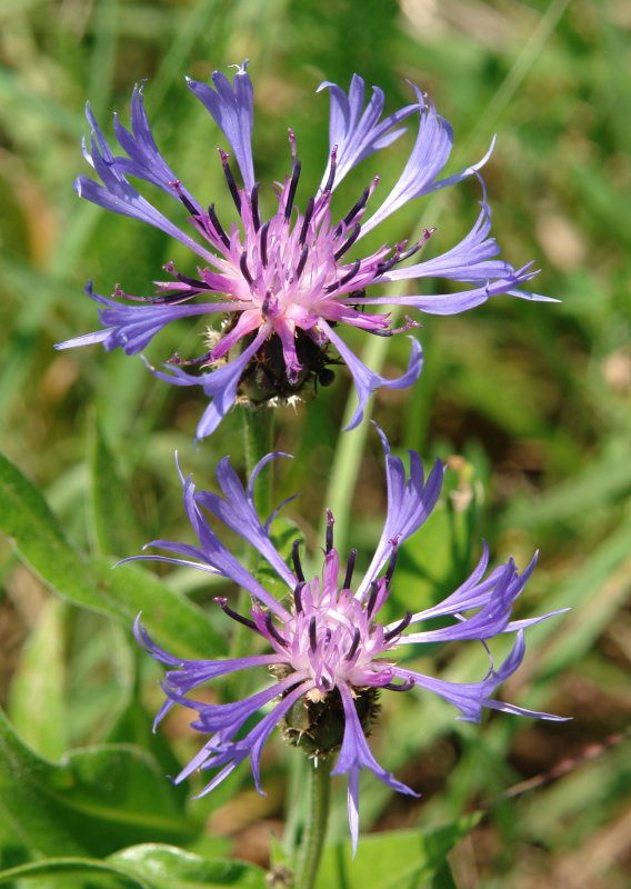 Centaurea montana
