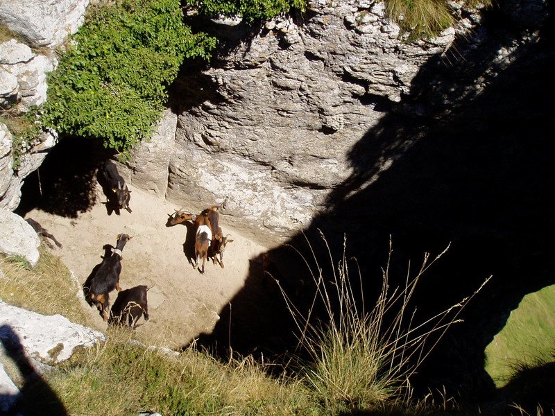 Ahuntzak begiaren barruan