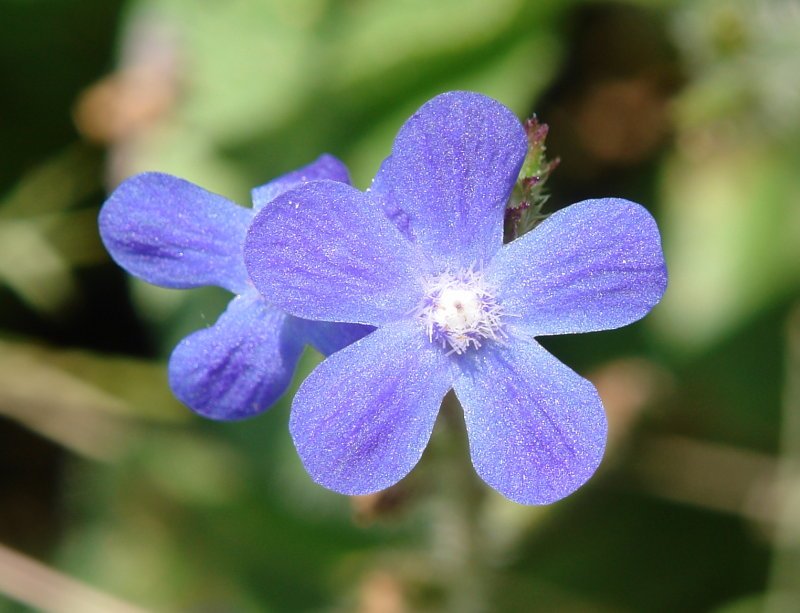 Anchusa italica