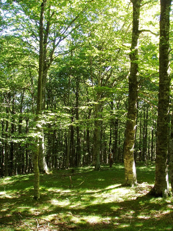 Zelane lepoaren gaineko basoa