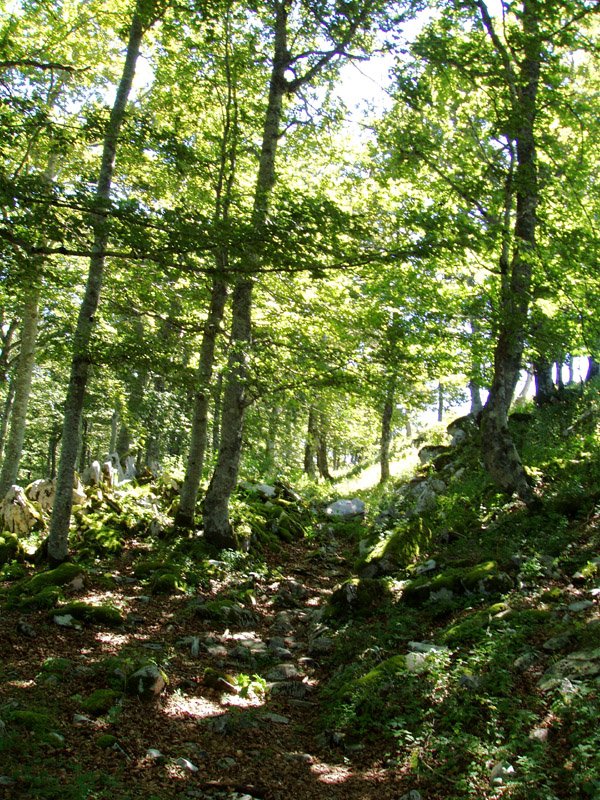 Bide markatua Berrendiko gandorretik hurbil