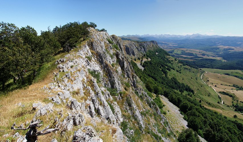 Berrendiko ekialdeko gandorra