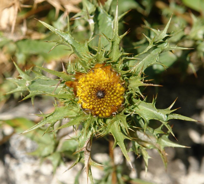 Zabaltzen ari den lorea