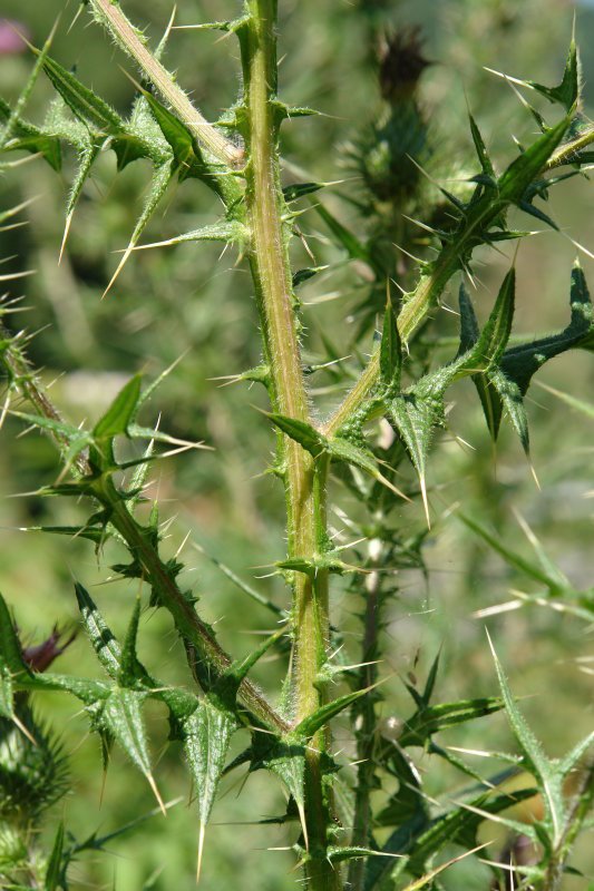 Hostoak eta zurtoina