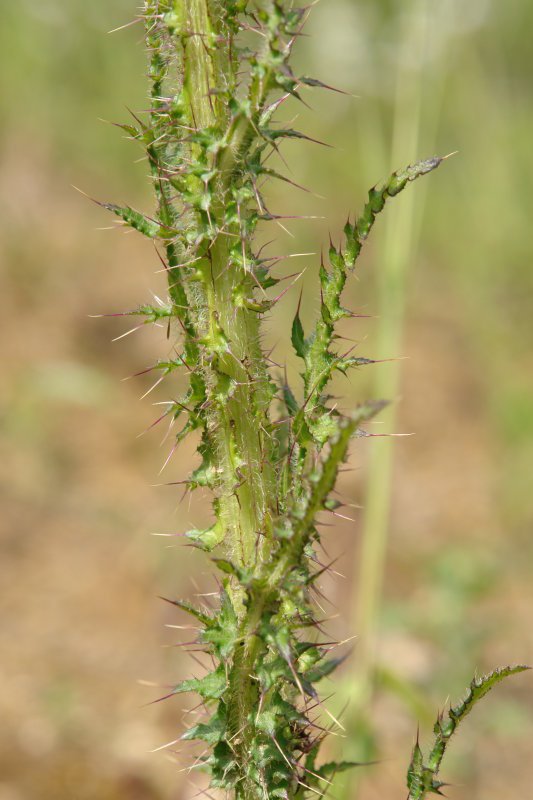 Zurtoina eta hostoak