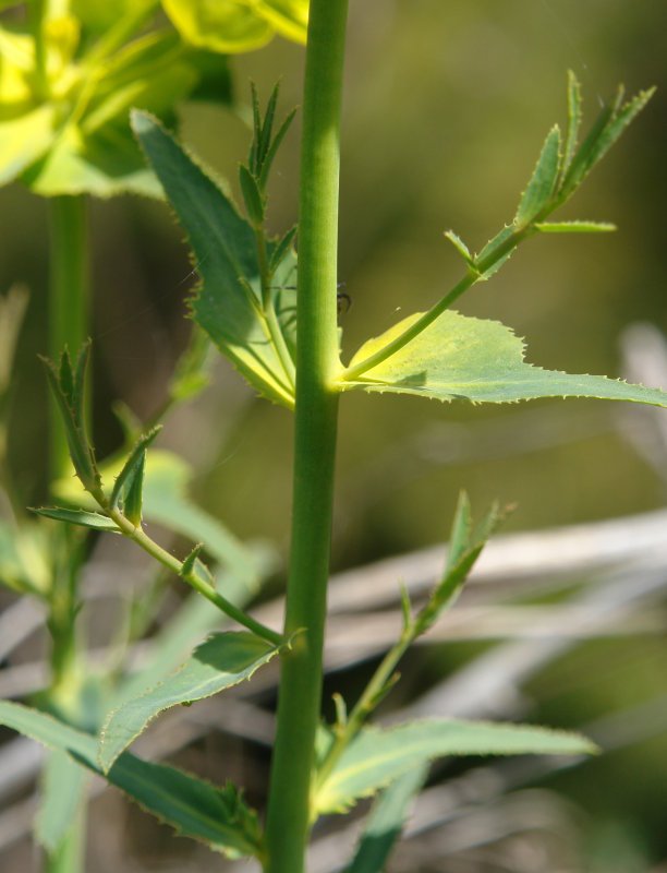 Zurtoina eta hostoak