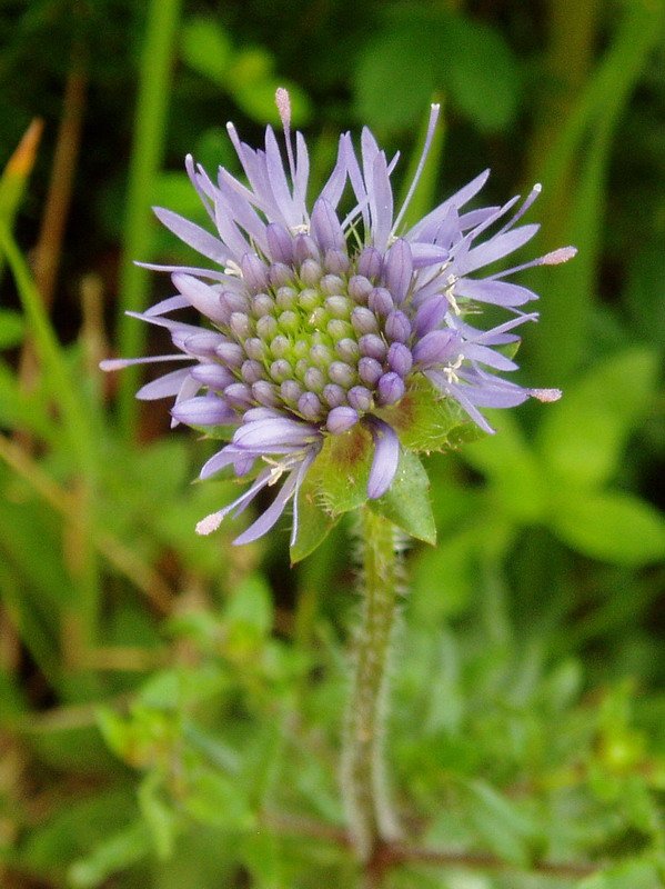 Scabiosa generoko lore bat