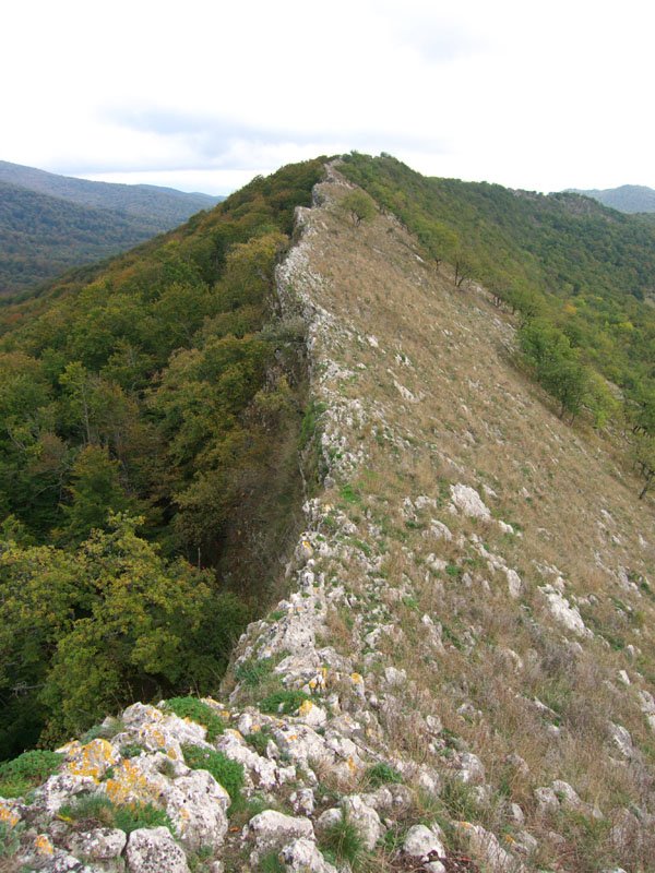 Mendebaldeko gandorra