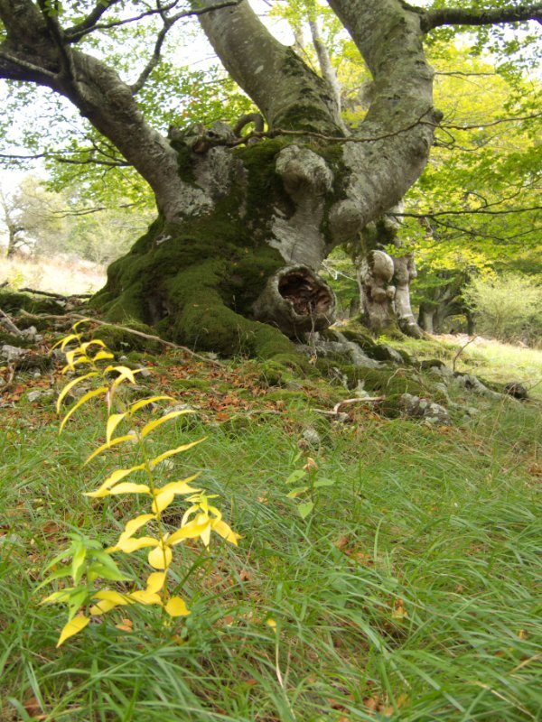 Pago zahar baten gerria Aitziber aldean