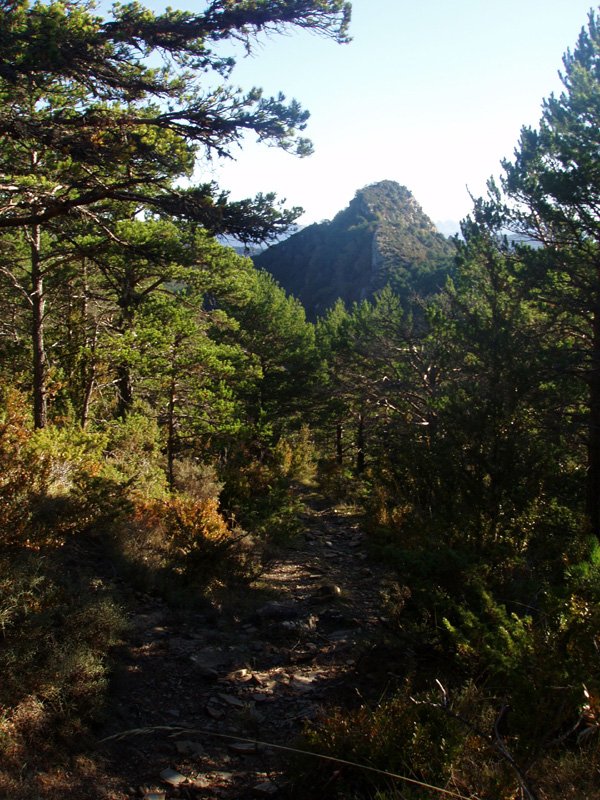 Iburtu haitza Zorokietako bidetik
