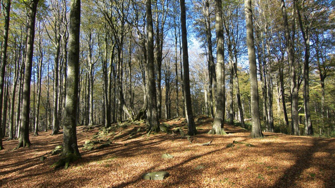 Larreluzeko inguruak