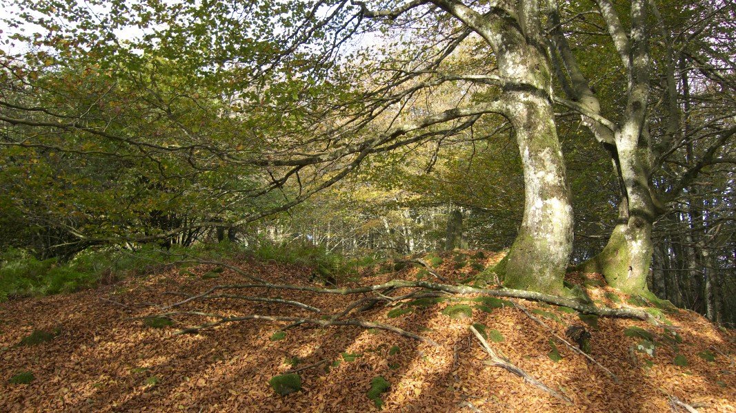 Balenkaleku Hego trikuharria