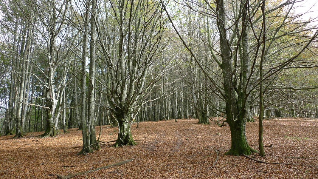 HM bizkarreko pasarte bat