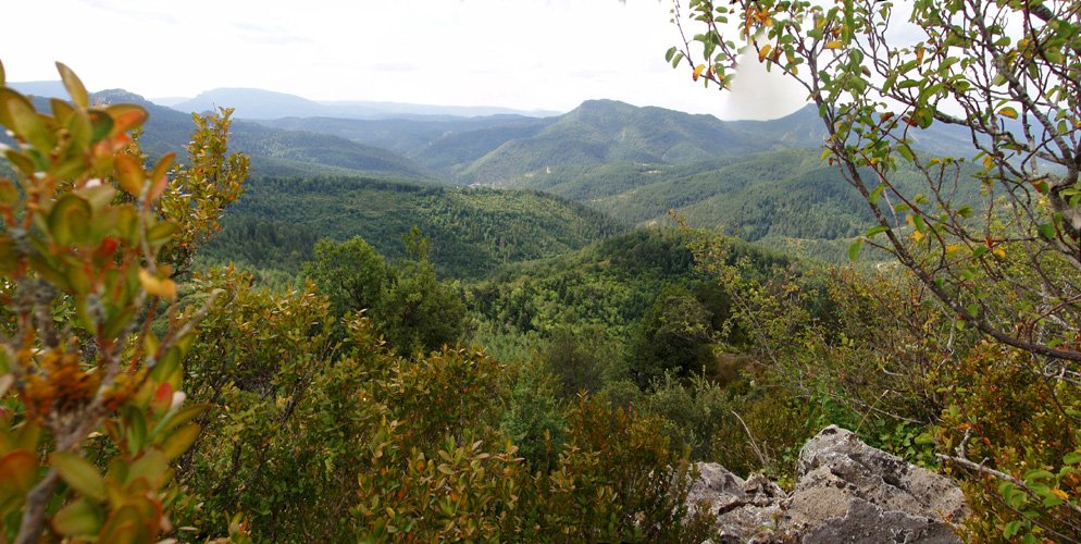 Araingo gailur itxia