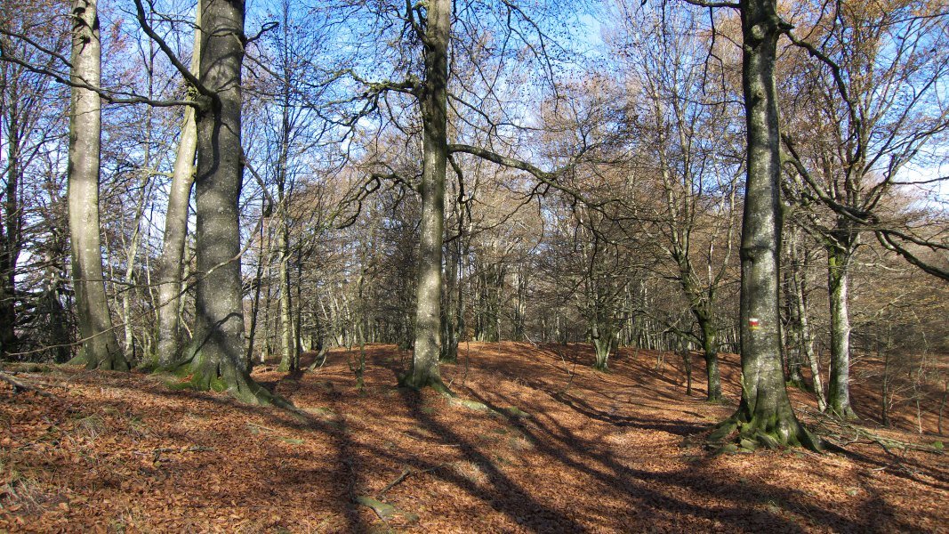 Irumugeta eta Txaradigorri arteko bideko pasarte bat (GR12)