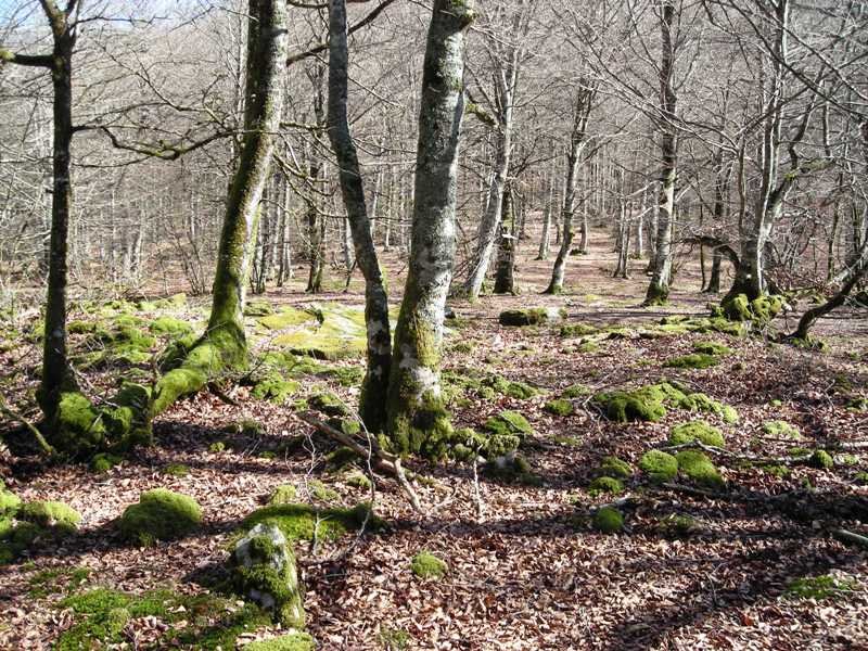 Loiketa  8  trikuharria