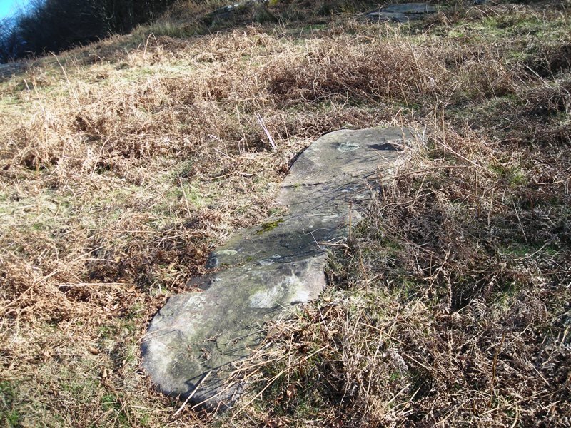 Arrikolota  zutarria