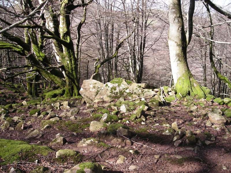 Argibel 4 trikuharria