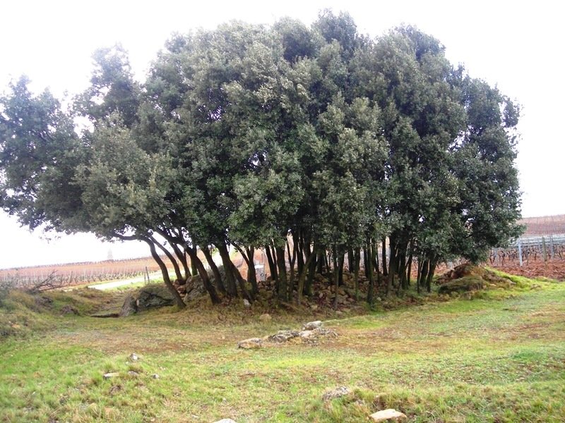 El Encinal trikuharria