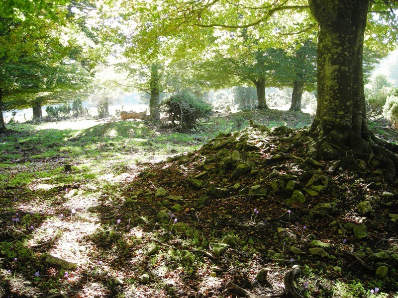 Ostalaza 2 eremu tumularra