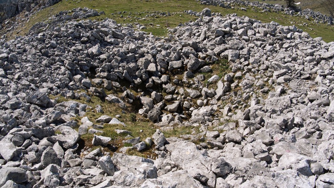 Murkuruko arripila trikuharria