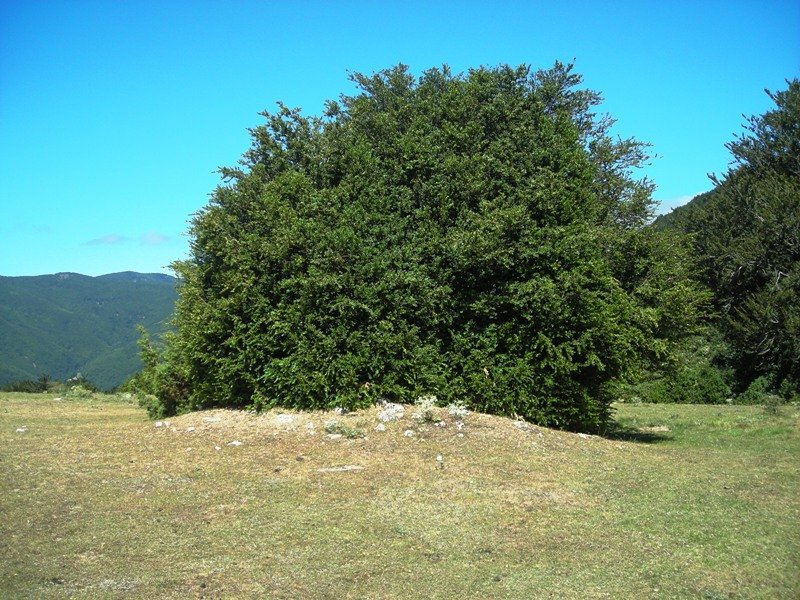 Gurutxaga eremu tumularra