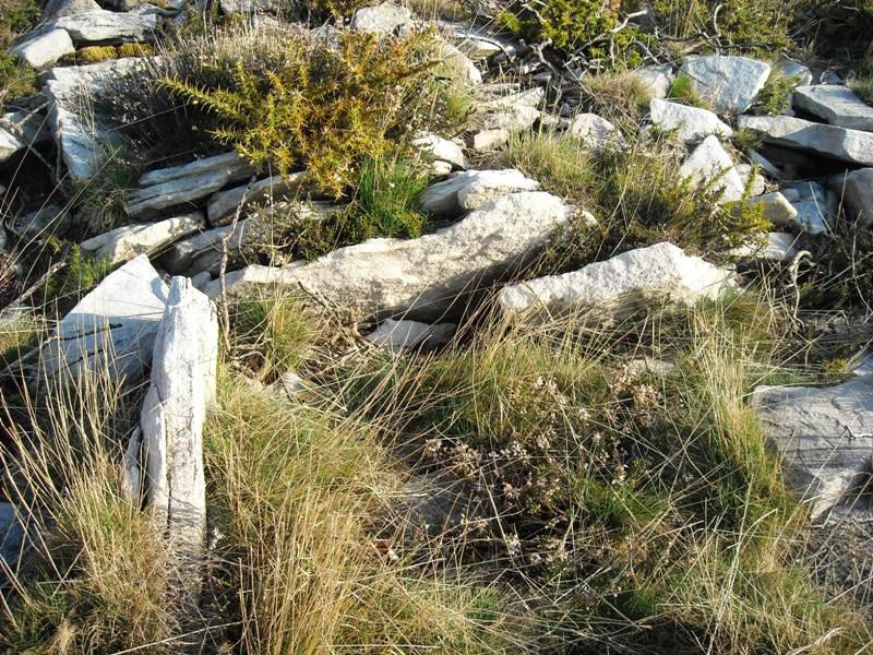 Latargi 2 trikuharria