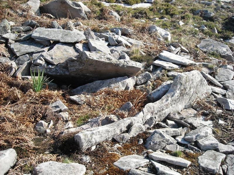 Latargi  7  trikuharria