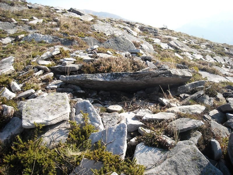 Latargi 14 trikuharria