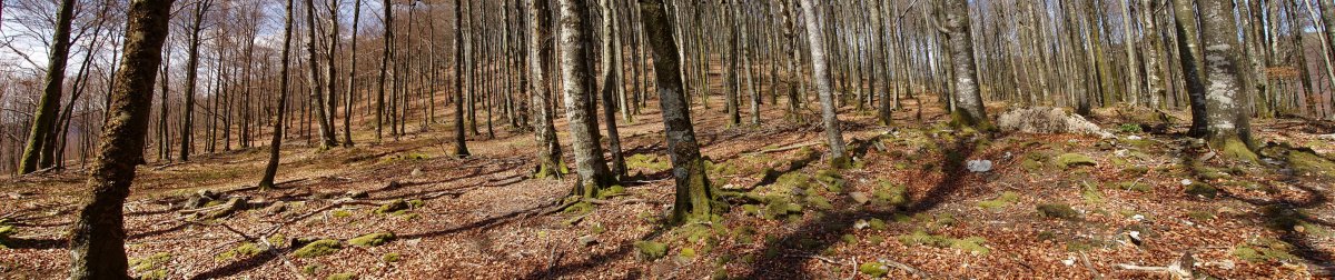 Ganbeleta trikuharria eta lepoa