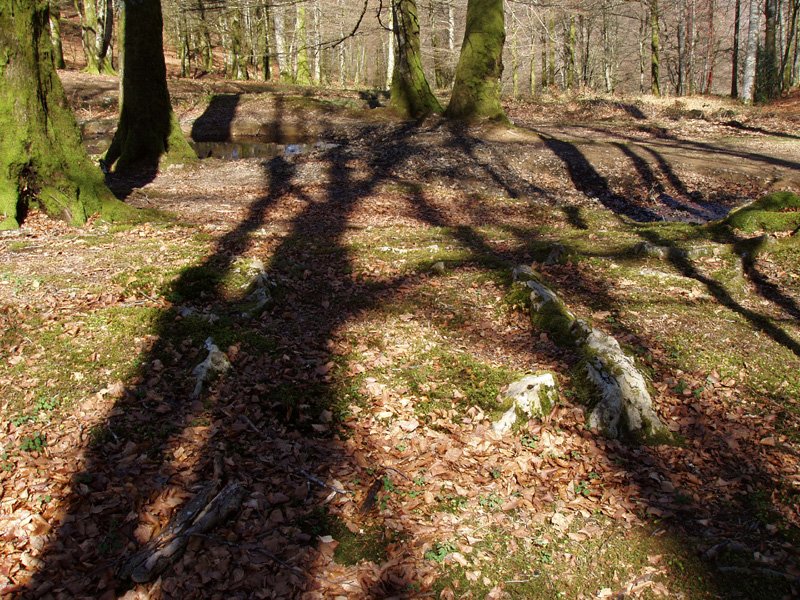 Zumardena trikuharria