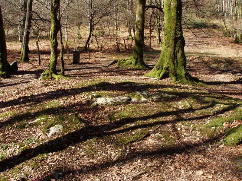 Zumardena trikuharria